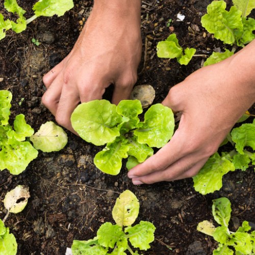 Een moestuin klaar voor het voorjaar