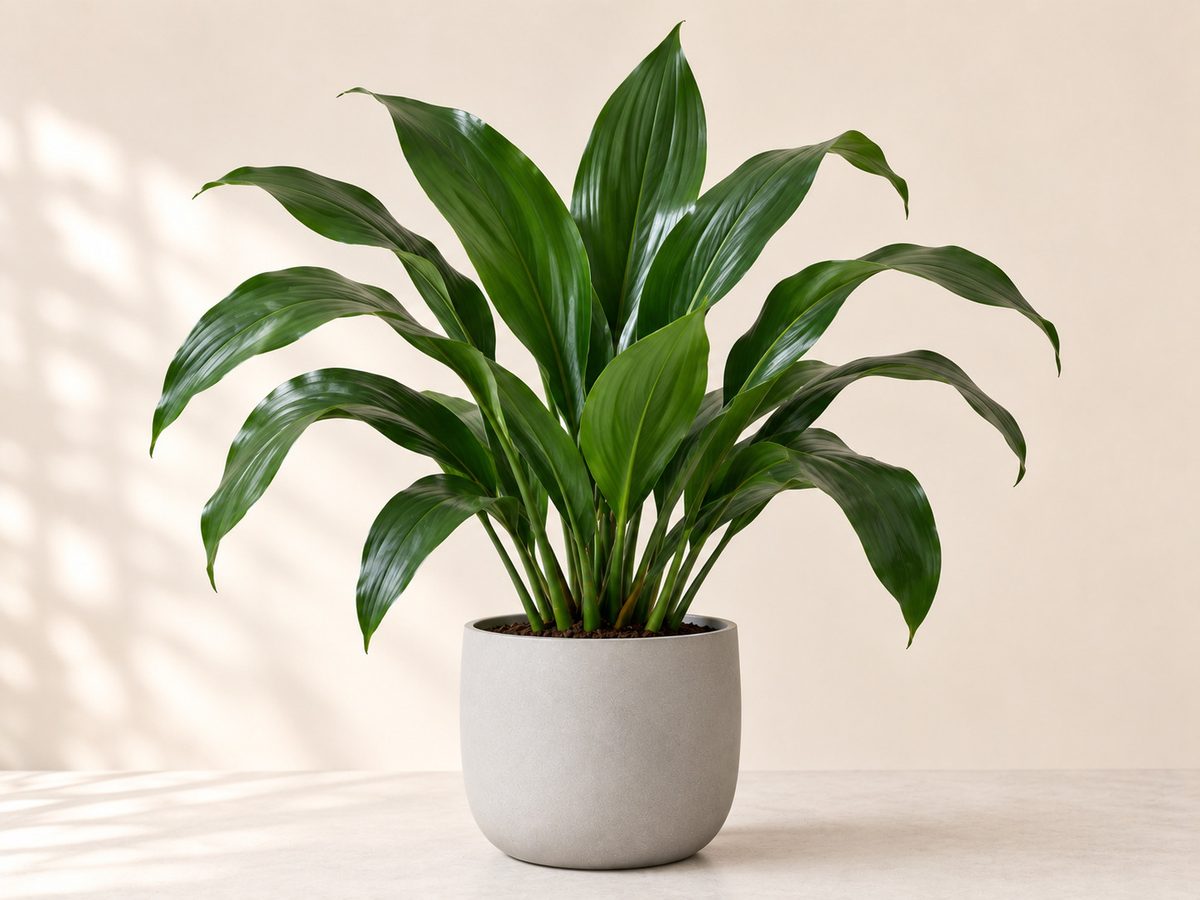 Aspidistra
