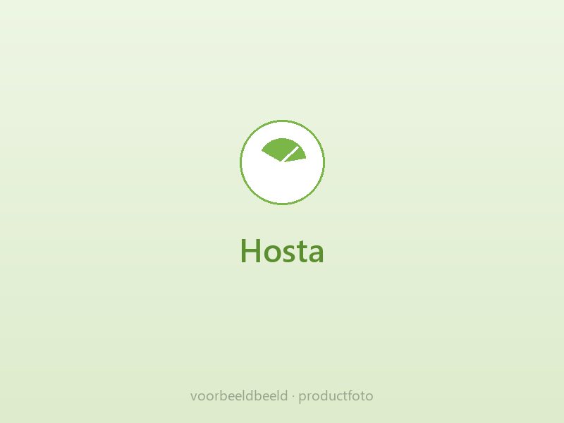Hosta