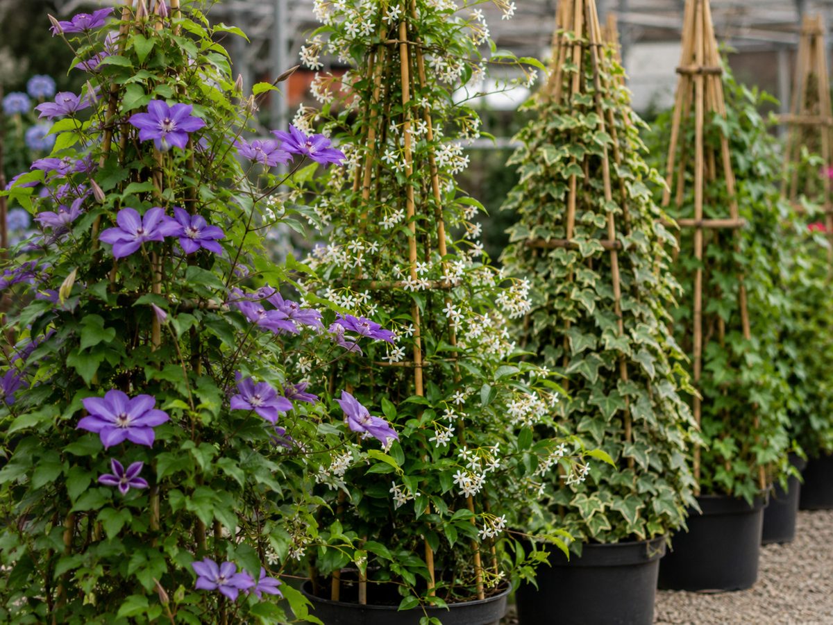 Klimplanten